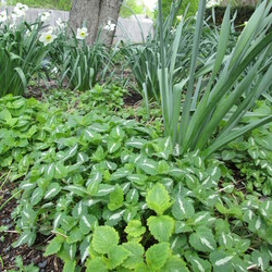 Spotted Dead Nettle (Lamium maculatum) with Daffodils