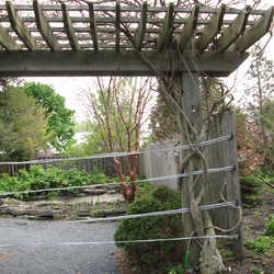 Texas Purple Wisteria (Wisteria floribunda 'Texas Purple') on trellis in early spring