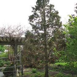 Sullivan's Nootka Cypress in early spring
