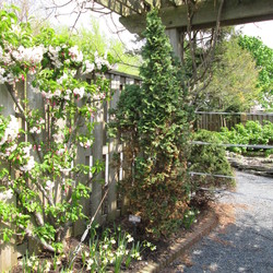 Van Eseltine Crabapple, Degroot's Spire Arborvitae, Texas Purple Wisteria