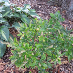 Touch of Class Hosta, Hummingbird Summersweet Clethra