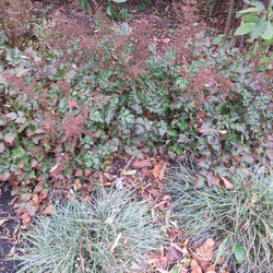 Delft Lace Astilbe, Snowline Japanese Miniature Sedge