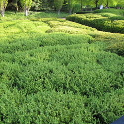 Wintergreen Korean Boxwood