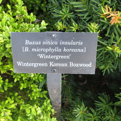 Wintergreen Korean Boxwood, Berryhill Intermediate Yew