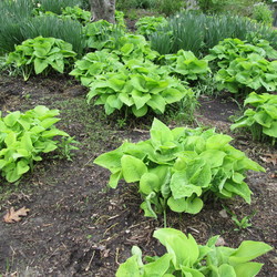 Hosta 'Guacamole'