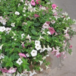 Supertunia Vista Silverberry, Supertunia Vista Fuchsia  & Supertunia Vista Bubblegum 