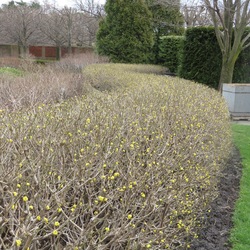 Cornelian Cherry Dogwood hedge, in bloom