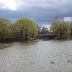 Weeping Willow 