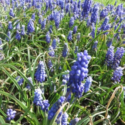 Flowers of Grape Hyacinth 