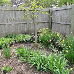 Weeping Ginkgo