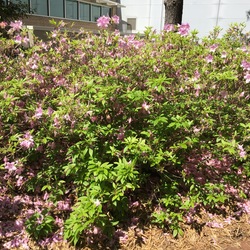 Corsage Evergreen Azalea 