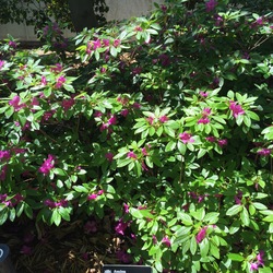 Karen Azalea, in bloom