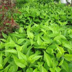 Raiche Form Wood Aster