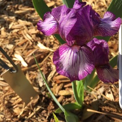 Flower of Celebrate Dwarf Bearded Iris