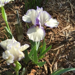Lucy's Choice Dwarf Bearded Iris