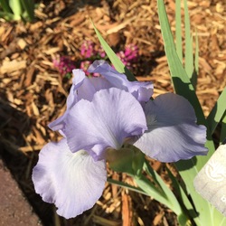 Flower of Raindance Returns Dwarf Bearded Iris