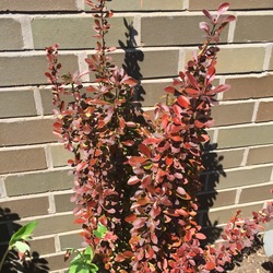 Helmond Pillar Japanese Barberry