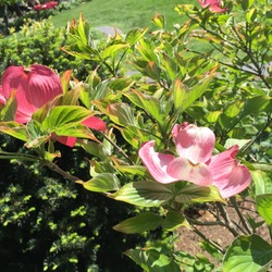 Flowers of Red Pygmy Flowering Dogwood