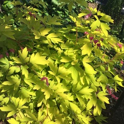 Gold Heart Bleeding Heart, in bloom