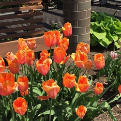  Dordogne Single Late Tulip, in bloom