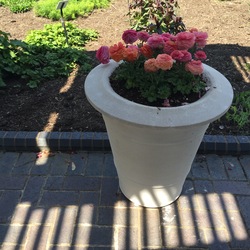 Magic Peach and Pink Mix Persian Buttercup, in bloom