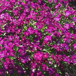 Colormax Purple Glow Horned Violet, in bloom