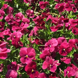  Colormax Rose with Blotch Horned Violet, in bloom
