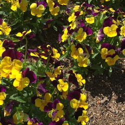 Colormax Yellow Jump Up Horned Violet, in bloom