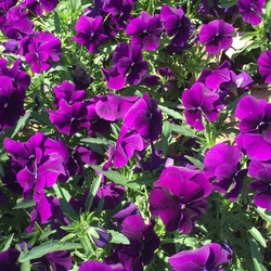 Colormax Clear Purple Horned Violet, in bloom