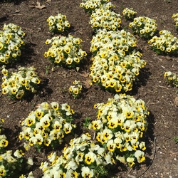 Sorbet Lemon Ice Blotch Viola, in bloom