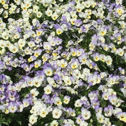 Popsicles Frost Horned Violet, in bloom