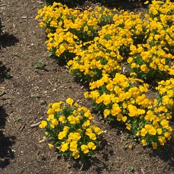 Popsicles Yellow Horned Violet, in bloom