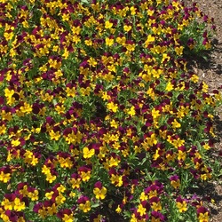 Popsicles Purple/Yellow Horned Violet, in bloom
