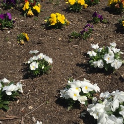 Majestic Giants II Autumn Mix Pansy, Majestic Giants II Clear White Pansy