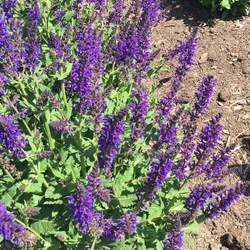 Viola Klose Wood Sage, in bloom