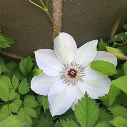 Flower of Henry's Clematis