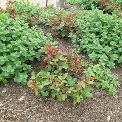 Blushing Knock Out Shrub Rose