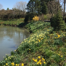 Daffodils