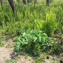 Ostrich Fern, Cow Parsnip 