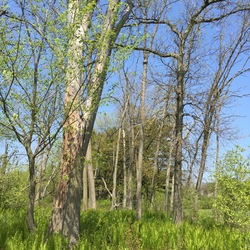 Ostrich Fern, White Ash 