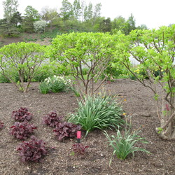 Hydrangea paniculata 'Phantom', Heuchera 'Spellbound'
