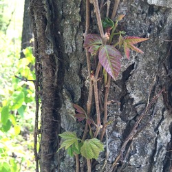 Poison Ivy & Virginia Creeper on the same tree