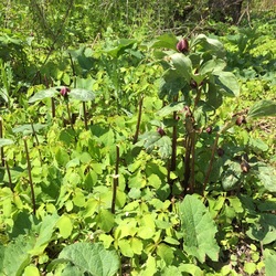 Jewelweed, Red Trillium 