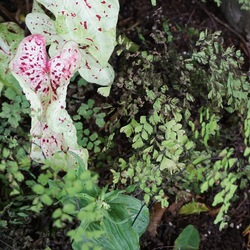 Delta Maidenhair Fern, Brandywine Caladium 