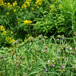 Yellow Loosestrife, Therese Spiderwort 