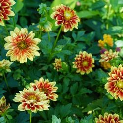 Dalaya Shiva Dahlia, in bloom