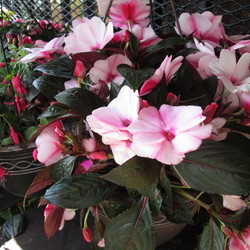 New Guinea Impatiens