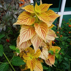 Coleus 
