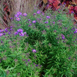 Hella Lacy New England Aster 