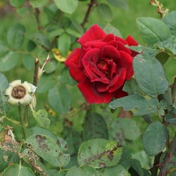 Chrysler Imperial Rose 